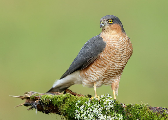 Sparrowhawk Accipiter nisus
