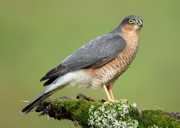 Sparrowhawk Accipiter nisus