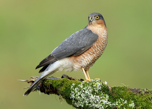 Sparrowhawk Accipiter nisus