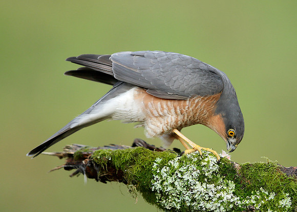 Sparrowhawk Accipiter nisus