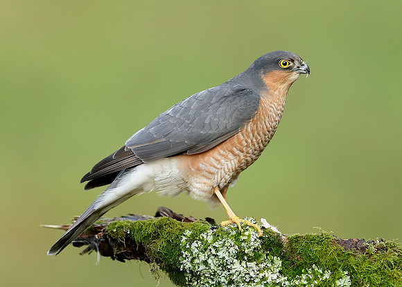 Sparrowhawk Accipiter nisus