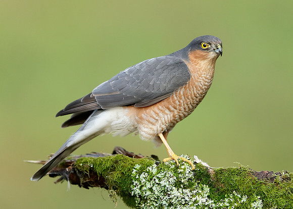 Sparrowhawk Accipiter nisus