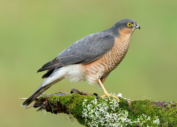 Sparrowhawk Accipiter nisus