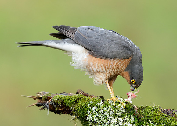 Sparrowhawk Accipiter nisus