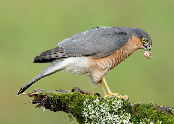 Sparrowhawk Accipiter nisus