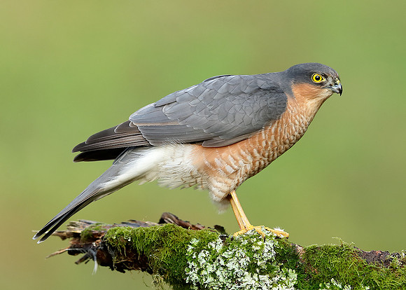 Sparrowhawk Accipiter nisus