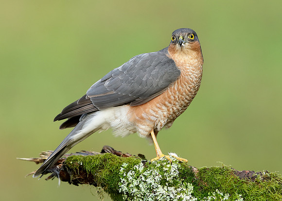 Sparrowhawk Accipiter nisus