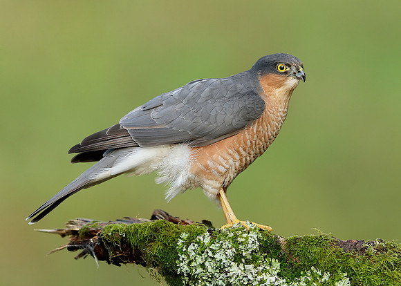 Sparrowhawk Accipiter nisus