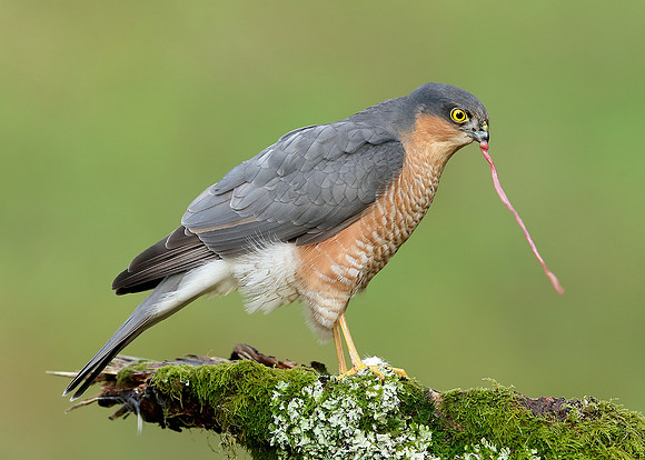 Sparrowhawk Accipiter nisus