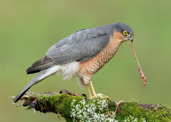 Sparrowhawk Accipiter nisus