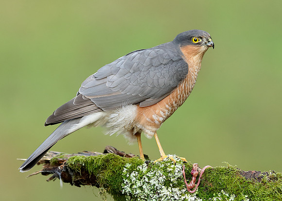 Sparrowhawk Accipiter nisus