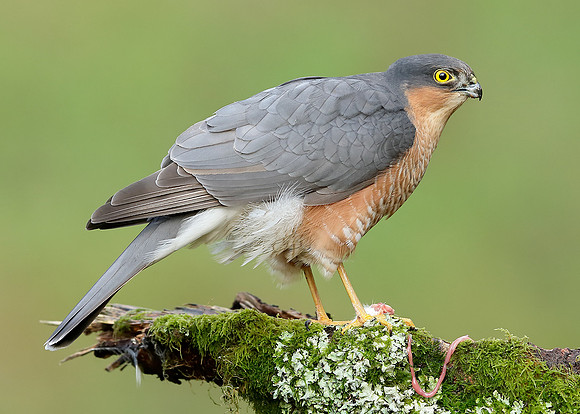 Sparrowhawk Accipiter nisus