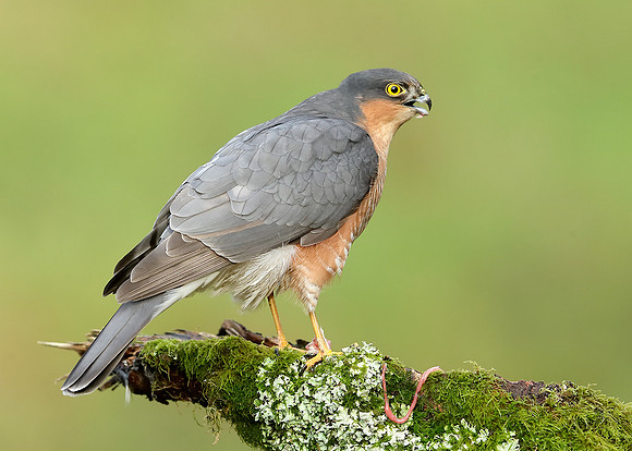 Sparrowhawk Accipiter nisus