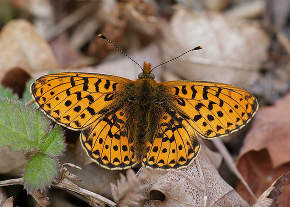 Pearl-Bordered Fritillary Boloria euphrosyne