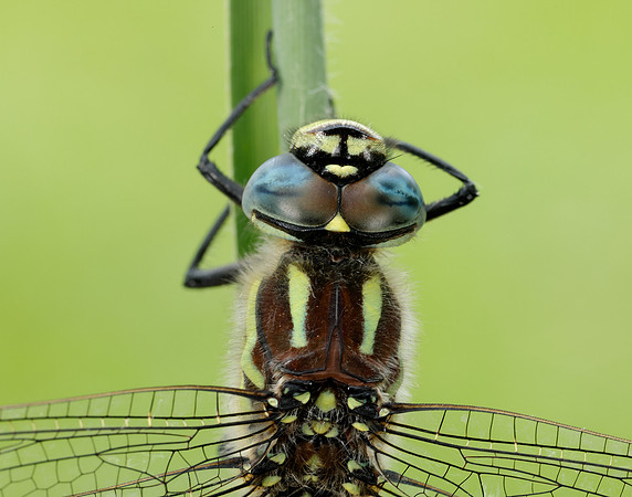 Hairy Dragonfly Brachytron pratense