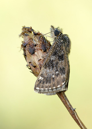 Dingy Skipper Erynnis tages