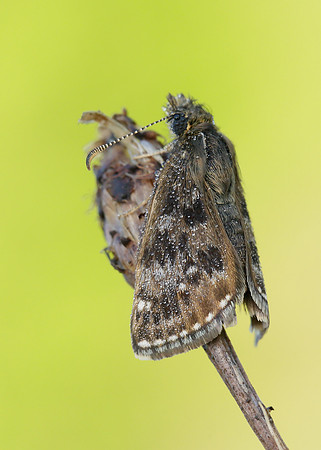 Dingy Skipper Erynnis tages