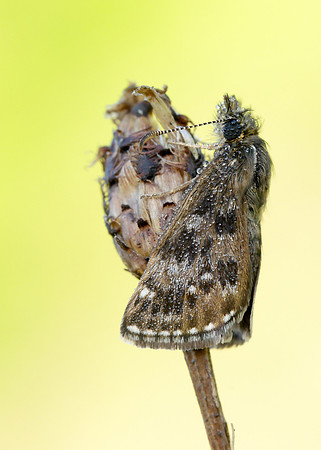 Dingy Skipper Erynnis tages