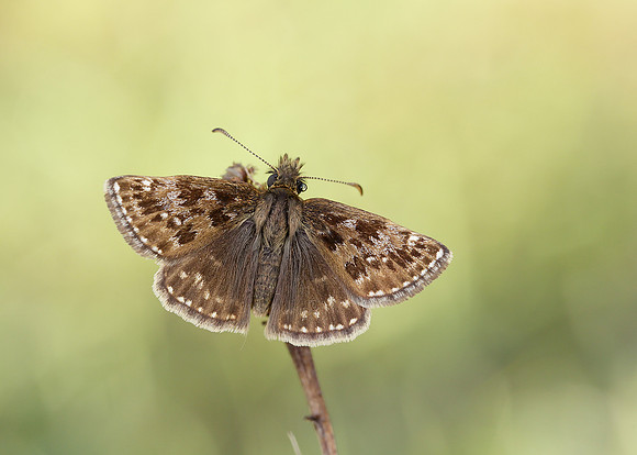 Dingy Skipper Erynnis tages