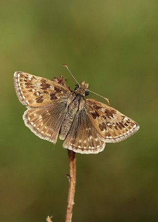 Dingy Skipper Erynnis tages
