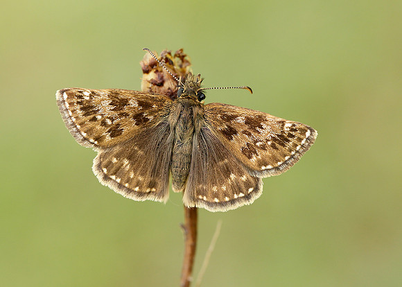 Dingy Skipper Erynnis tages