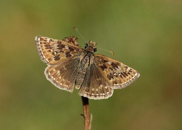 Dingy Skipper Erynnis tages