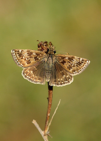 Dingy Skipper Erynnis tages