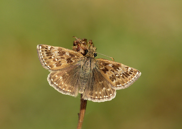 Dingy Skipper Erynnis tages