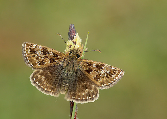 Dingy Skipper Erynnis tages