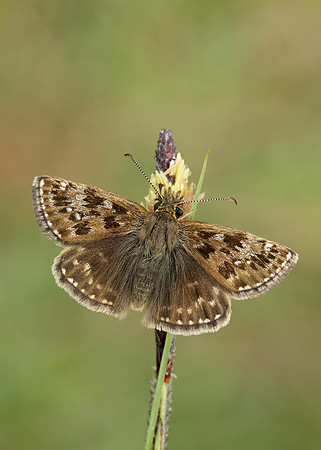 Dingy Skipper Erynnis tages