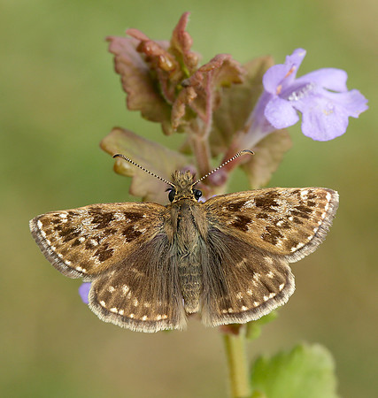 Dingy Skipper Erynnis tages