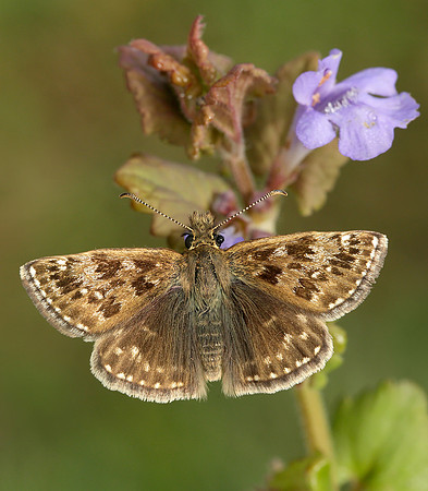 Dingy Skipper Erynnis tages