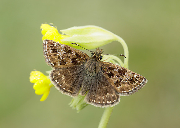 Dingy Skipper Erynnis tages