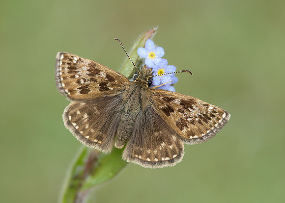 Dingy Skipper Erynnis tages