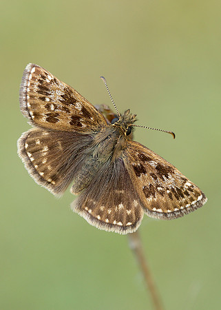 Dingy Skipper Erynnis tages