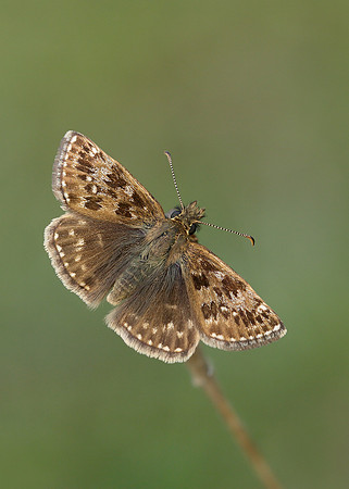 Dingy Skipper Erynnis tages