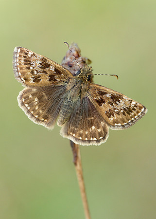 Dingy Skipper Erynnis tages