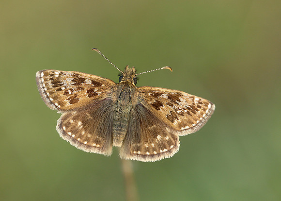 Dingy Skipper Erynnis tages