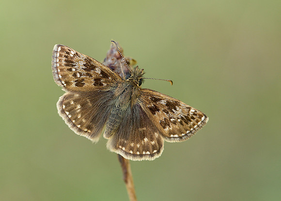 Dingy Skipper Erynnis tages