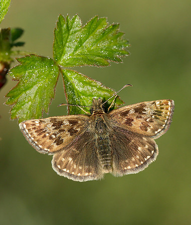 Dingy Skipper Erynnis tages