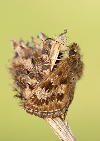 Dingy Skipper Erynnis tages