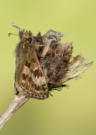 Dingy Skipper Erynnis tages