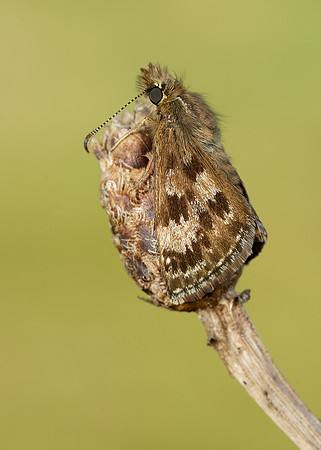 Dingy Skipper Erynnis tages
