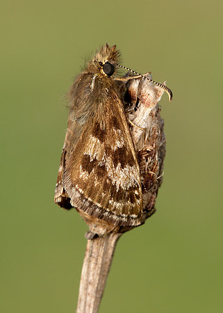 Dingy Skipper Erynnis tages