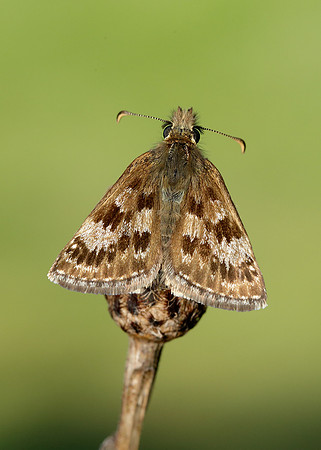 Dingy Skipper Erynnis tages