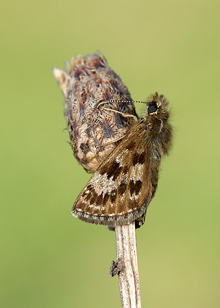 Dingy Skipper Erynnis tages