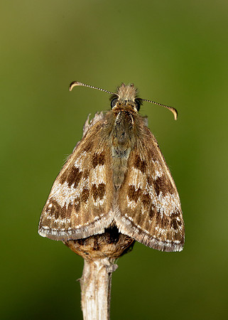 Dingy Skipper Erynnis tages