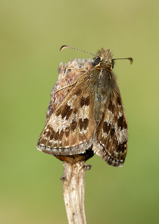 Dingy Skipper Erynnis tages
