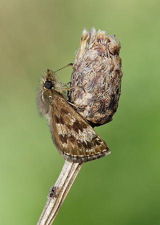 Dingy Skipper Erynnis tages