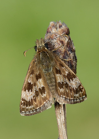 Dingy Skipper Erynnis tages